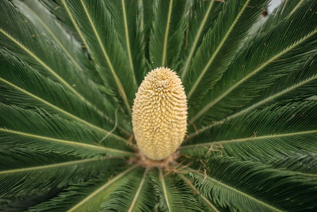 cycas japon