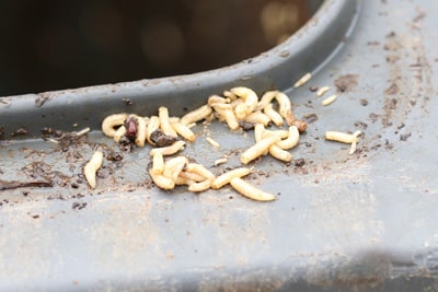 Comment se  d barrasser  des m ligthes Jardiniers info